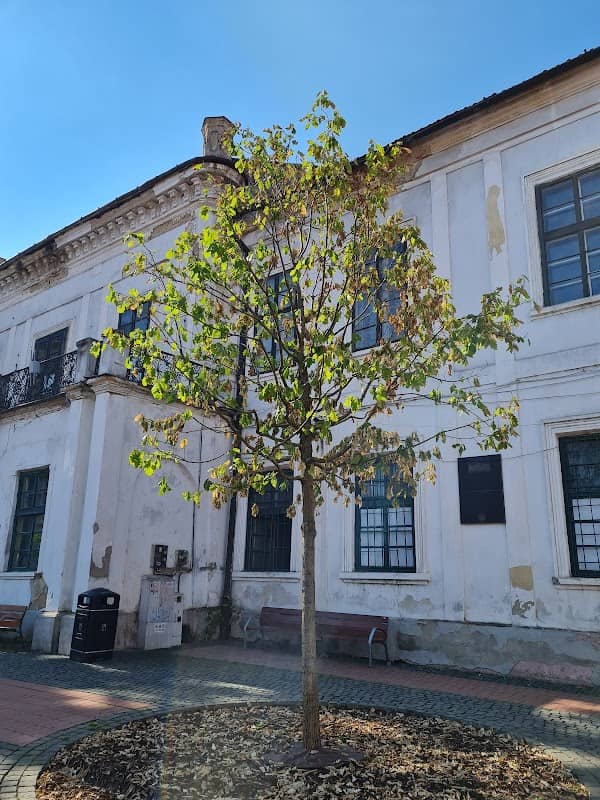 Stejarii Regali - Image 3
