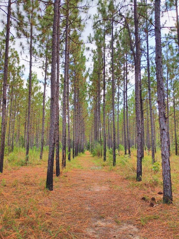 Audubon's Silver Bluff Sanctuary - Image 1