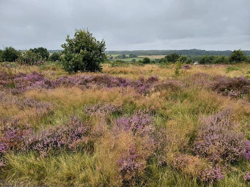 Gentleshaw Common - Image 2