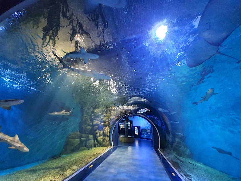 Gyeongpo Aquarium - Image 1
