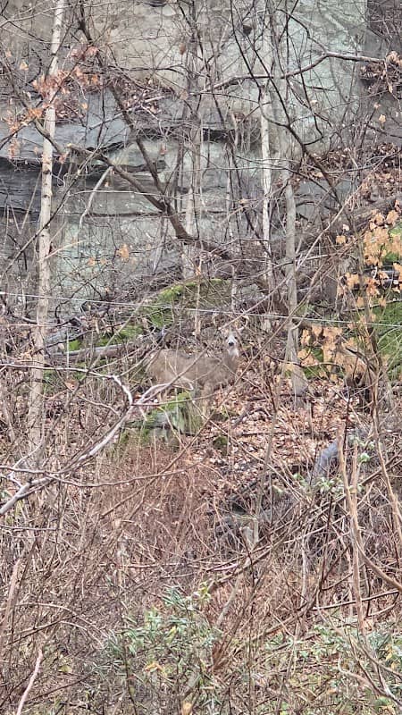 Boyd Serpent Mound - Image 1