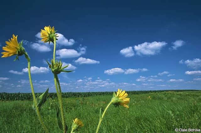 Wild Indigo Prairie Scientific and Natural Area - Image 1