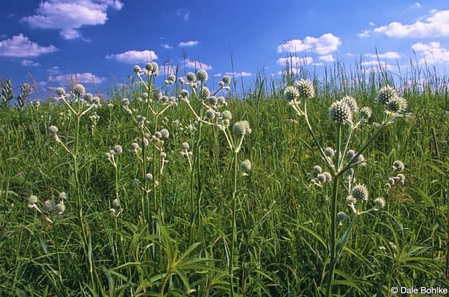 Wild Indigo Prairie Scientific and Natural Area - Image 2