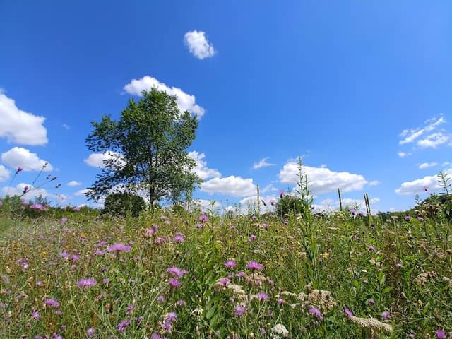Musser Park - Image 1
