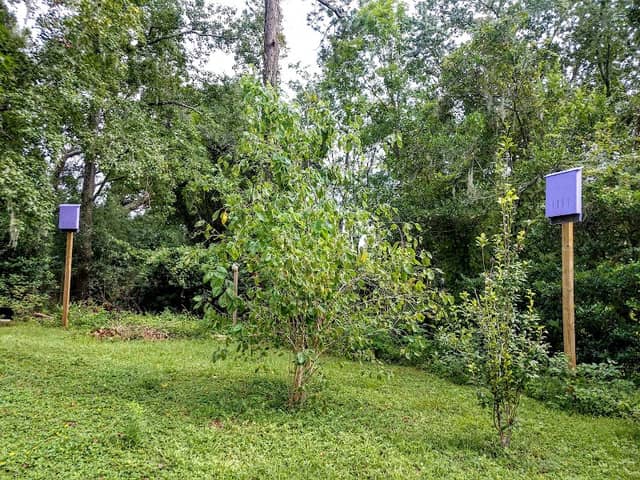Somer's Garden - Image 1