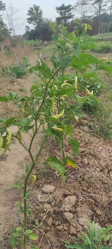 Garden Of avalon - Image 1