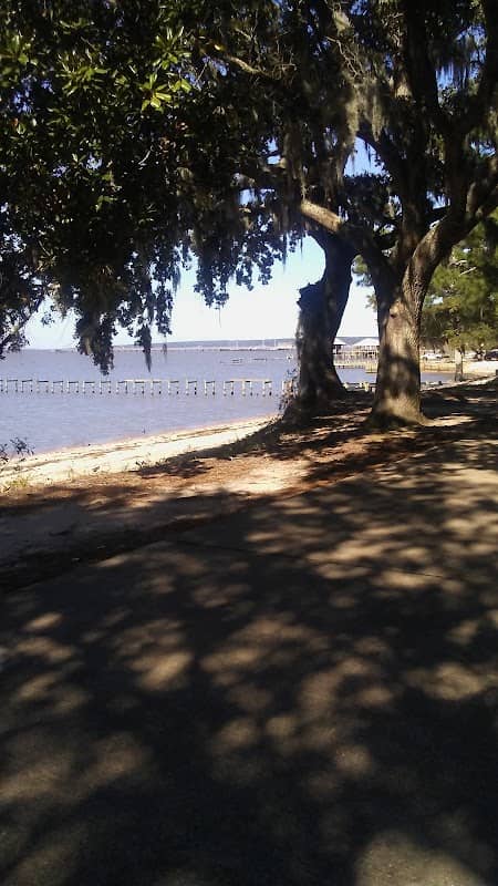 Brown Pelicans Habitat - Image 2