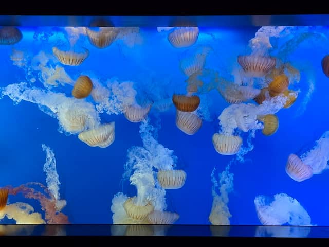 Newport aquarium - Image 2