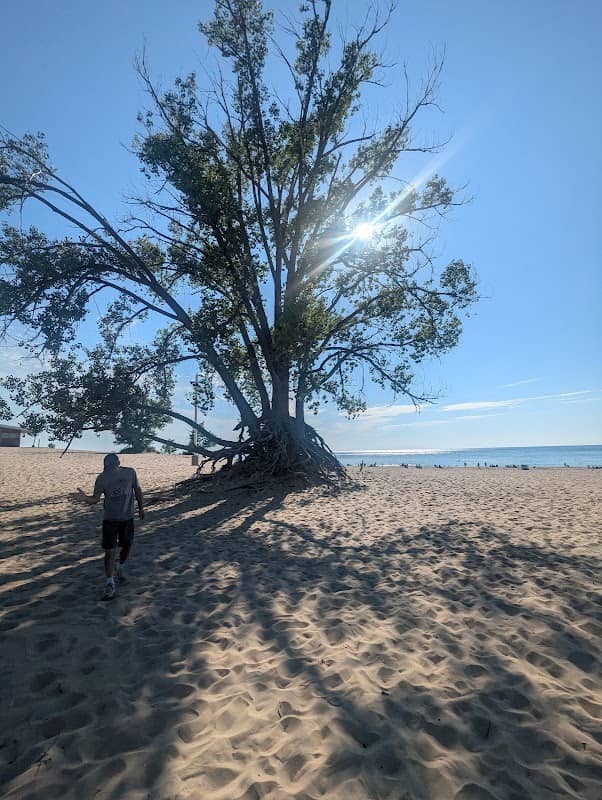 Love Tree - Image 1