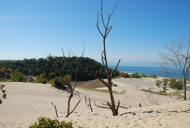 Love Tree - Image 2