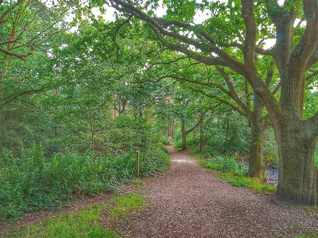 Wokefield Common Nature Reserve - Image 2