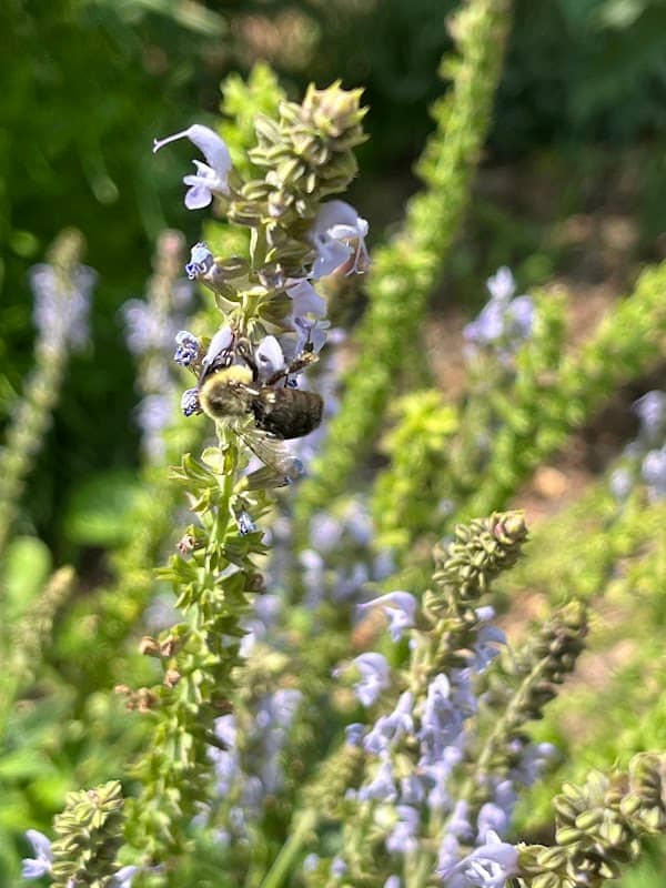 USC Upstate Pollinator Habitat - Image 2