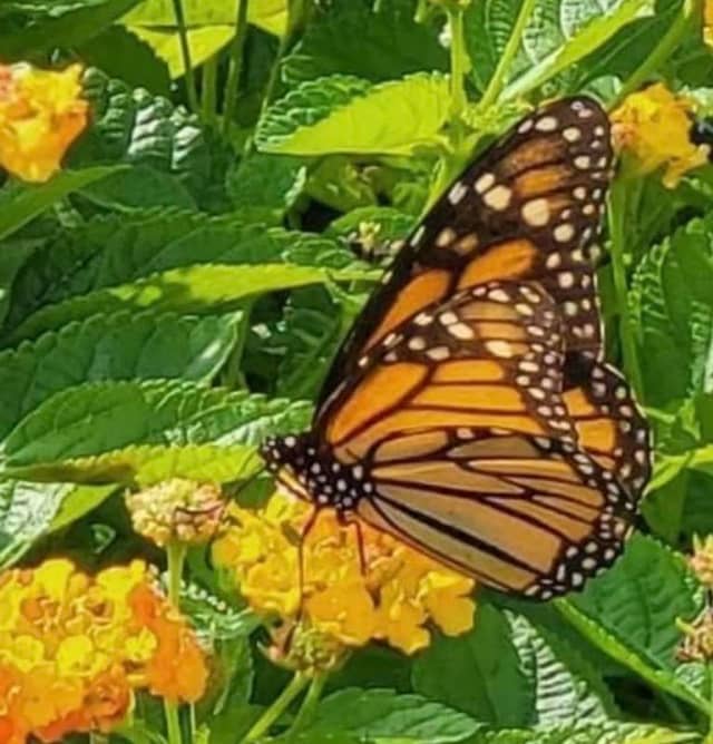 Columbus Garden Club Certified Butterfly Garden - Image 1