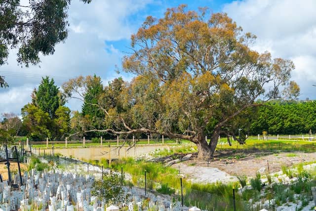 Lazarus Reserve - Image 1