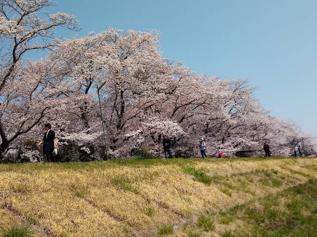 Motoyokoyama Park - Image 2