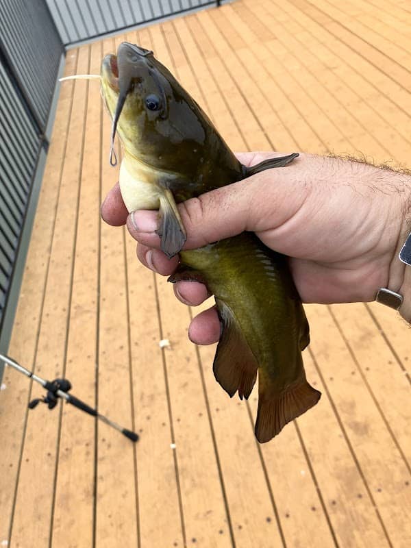 Bullhead pond - Image 1