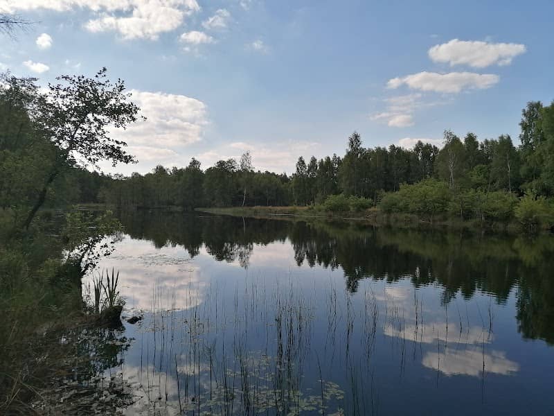 Jeziorko leśne - Image 1