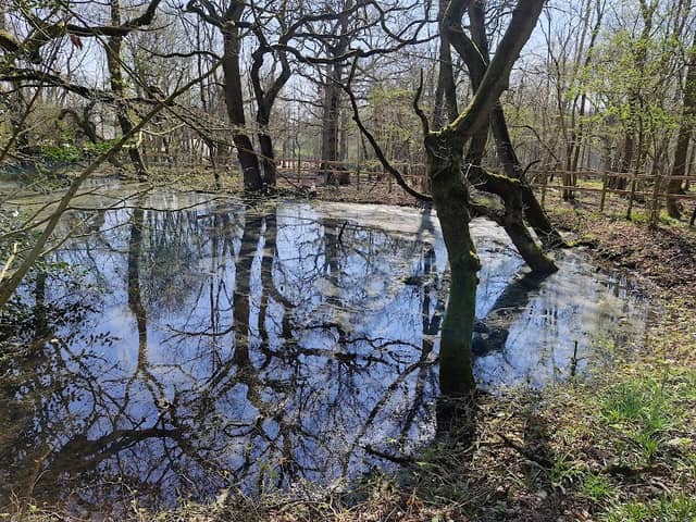 Old Nun Wood - WWT - Image 2