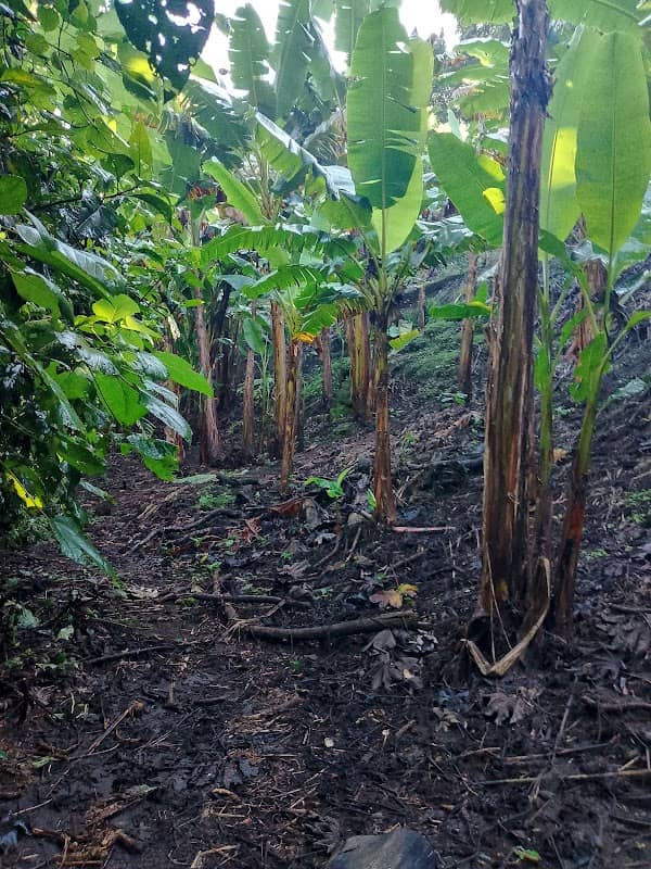 Finca Santa Martha - Image 1