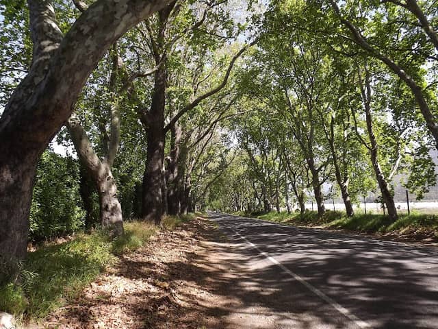 Ruta arbolada y ciclovía - Image 1