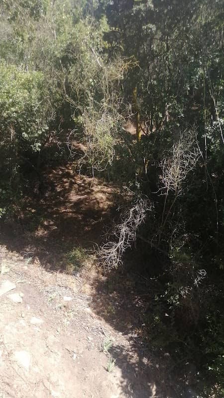 Ojos de agua - Image 1