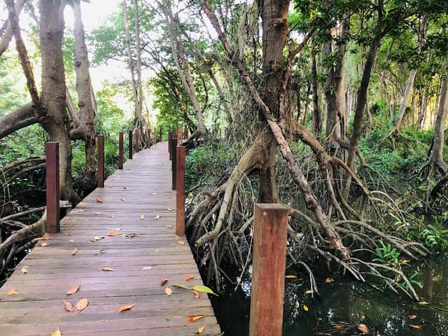 Wooden bridge Noen Pha sub district - Image 1