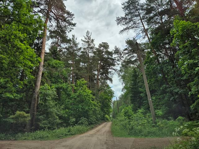 Žvėrinčiaus miško takas - Image 1