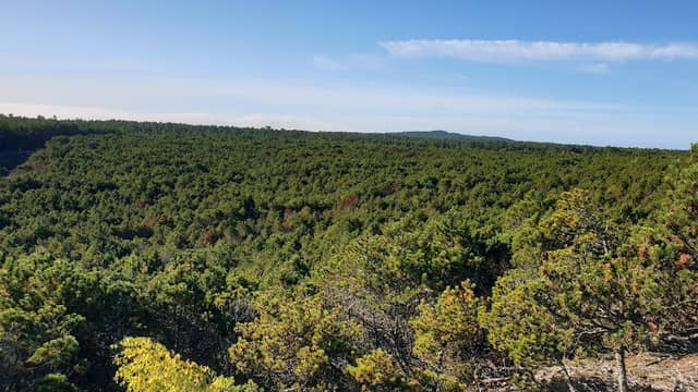 Giedružė Dune - Image 1