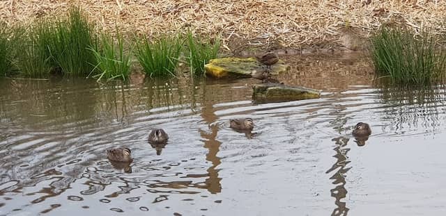 Mint Street Wetlands - Image 1