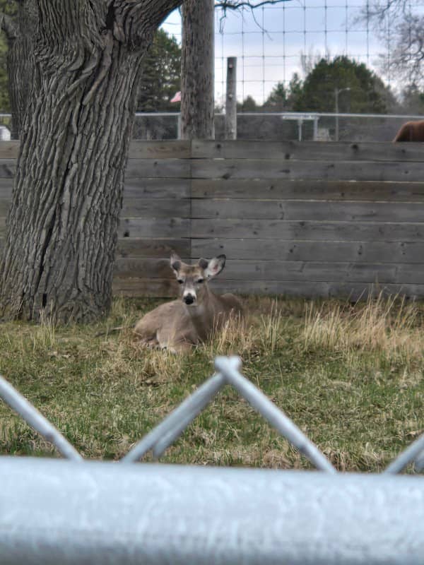 Buffalo Park - Image 1