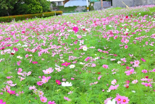 Nishihara Cosmos Flower Field - Image 1
