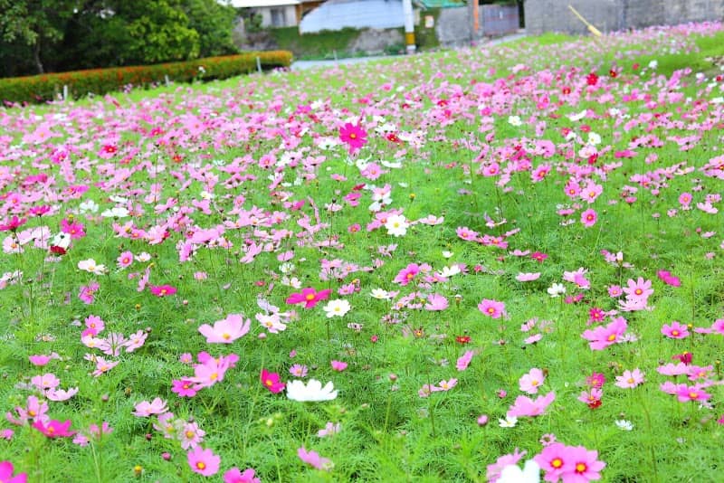 Nishihara Cosmos Flower Field - Image 1