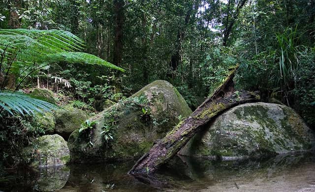 Daintree National Park - Image 3