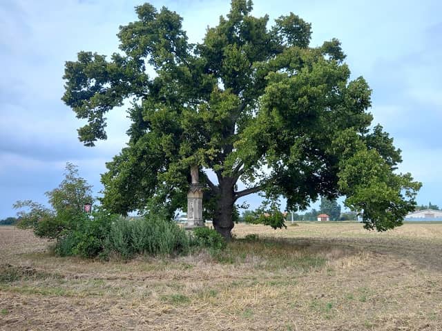 Skaštická lípa - Image 1