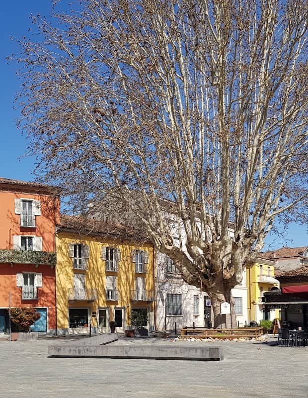 Platano monumentale di Canelli - Image 1