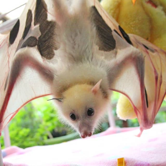 Mottisfont Bats - Image 1