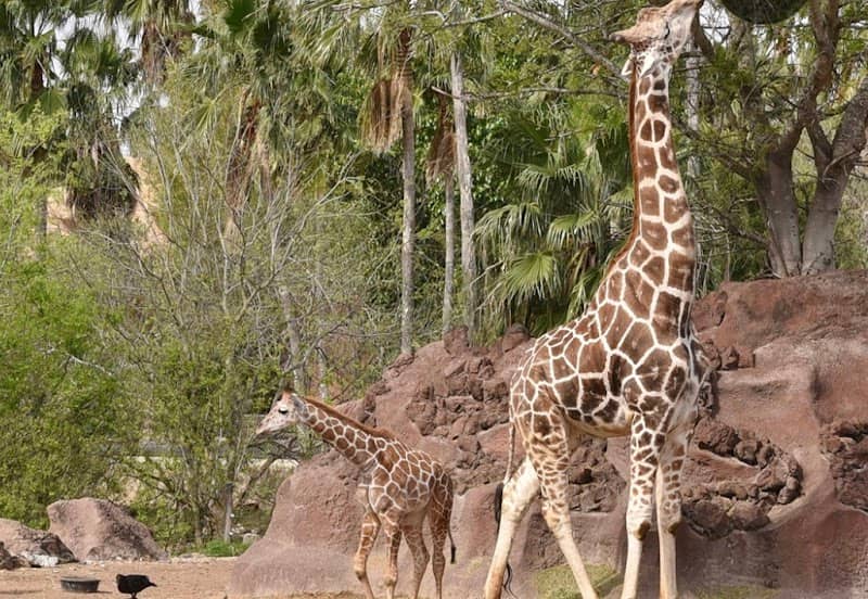 Gladys Porter Zoo - Image 2