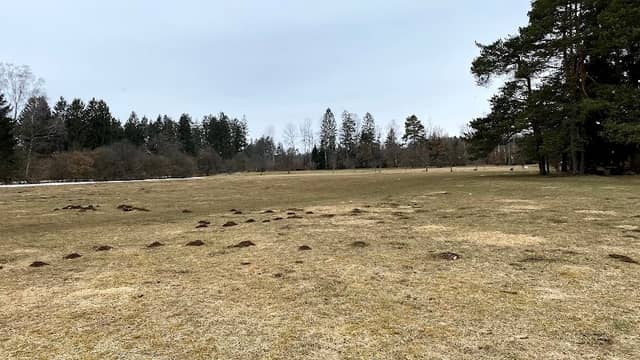 Lichtung - Image 1