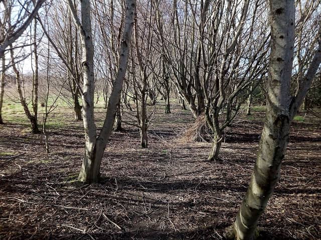 Maes Gwilyn - Image 1
