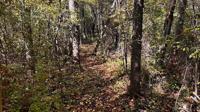 Cunningham Connector Preserve - Image 2