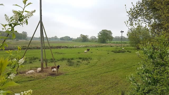 Ooievaarsnesten Smeerling - Image 2
