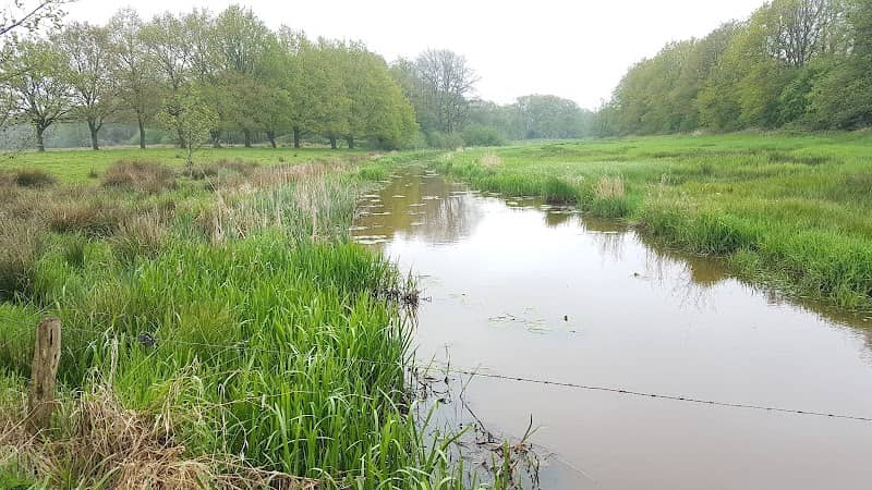 Ooievaarsnesten Smeerling - Image 3