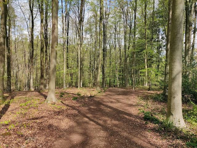 Spearywell Wood Car Park - Image 1