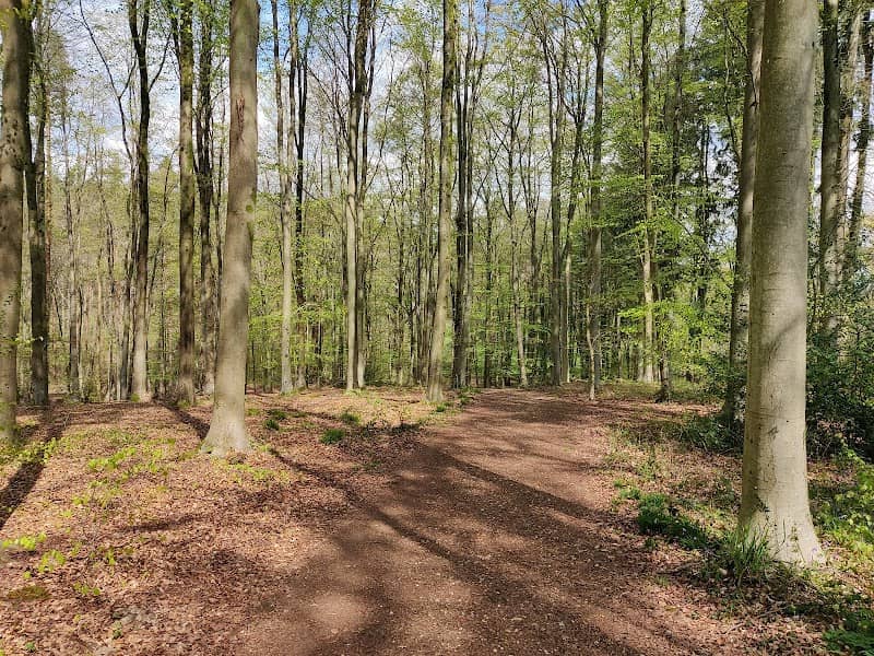 Spearywell Wood Car Park - Image 1