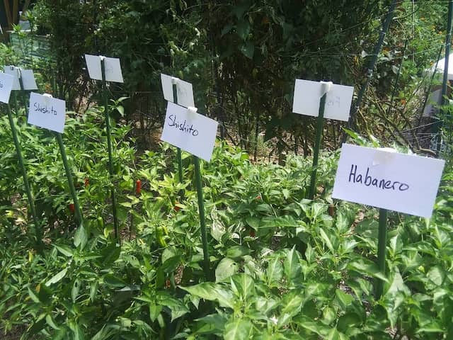 Cottage City Community Garden - Image 1