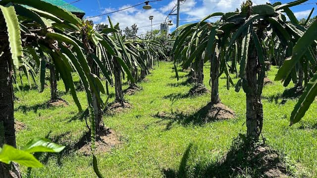 SGP Dragon Fruit Farm & Private Resort - Image 1