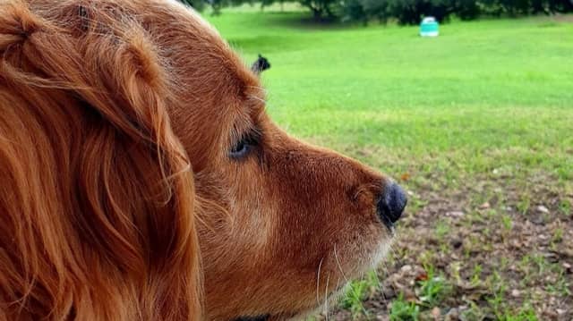 Bark Park PE - Image 1
