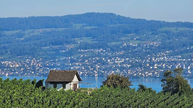 Weinberg Alte Garde - Image 3