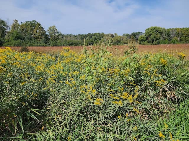 Swan Road Prairie - Image 2