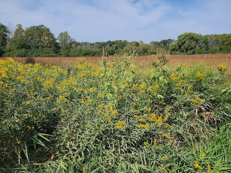 Swan Road Prairie - Image 2